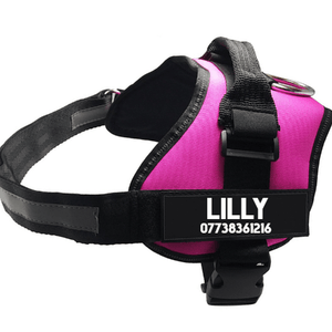 Discover the Ultimate Pet Adventure Set: Adjustable Chest Harness with Dog Leash