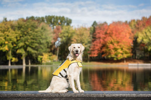 Make Waves Safely with Our Dog Life Vest