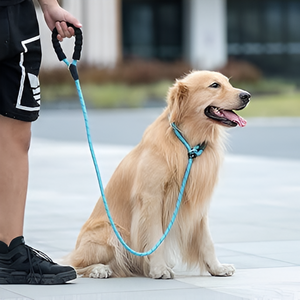 Why Leashes Are Everyday Essentials