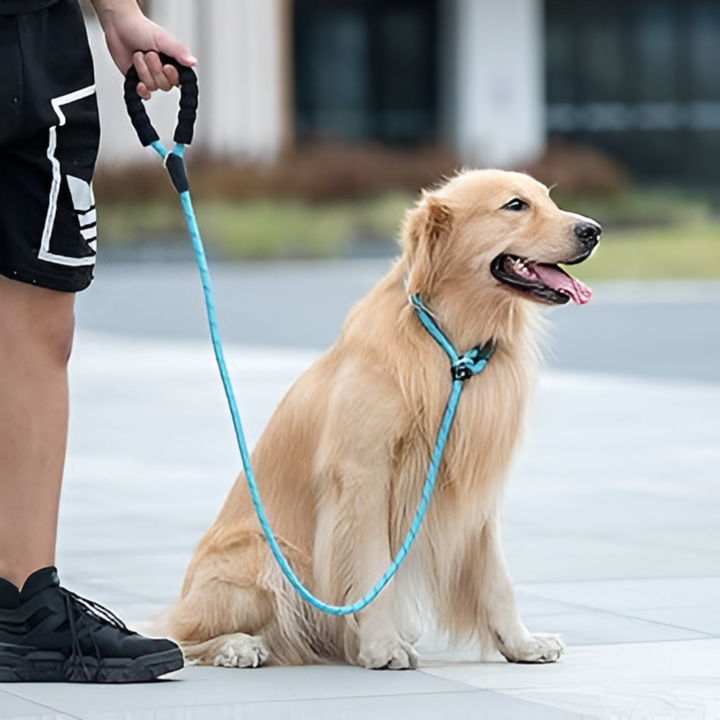 Why Leashes Are Everyday Essentials