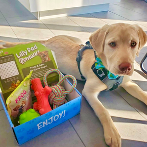 Playtime Happiness: Fun and Durable Pet Toys