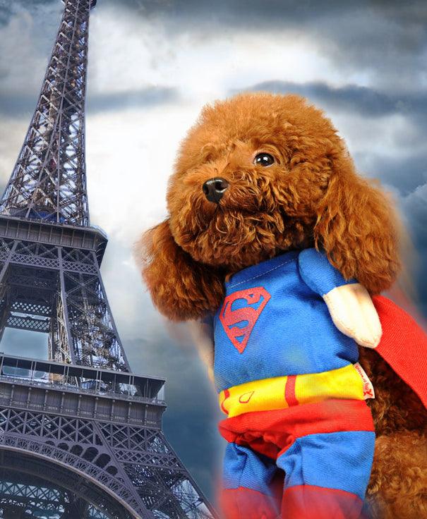 Ultimate Dog Clothes Transformation