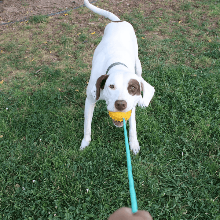 Mako Durable Chew Rope Toy