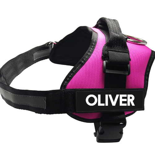 Ultimate Pet Adventure Chest Leash Set