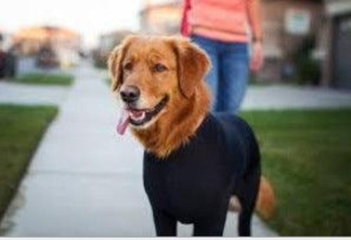 Alluring Four-Legged Elastic Pet Clothing