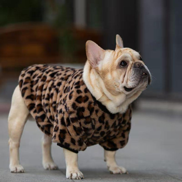 Warm And Stylish Pet Apparel