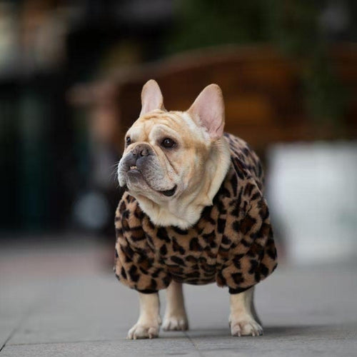 Warm And Stylish Pet Apparel