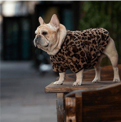 Warm And Stylish Pet Apparel