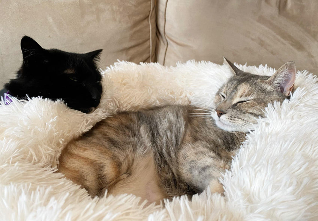 Soft Pet Dog Round Winter Bed